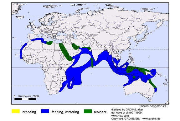 Verbreitungskarte von Sterna bengalensis