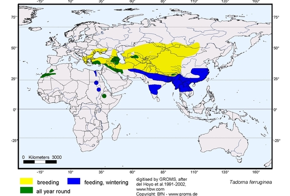 Verbreitungskarte von Tadorna ferruginea