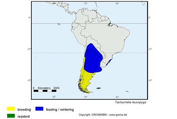 Verbreitungskarte von Tachycineta leucopyga