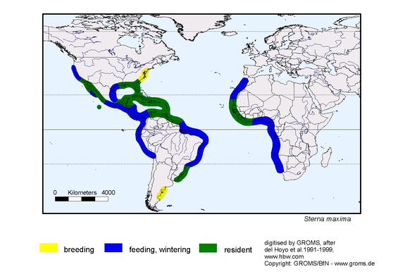 Verbreitungskarte von Sterna maxima