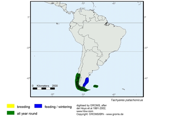 Verbreitungskarte von Tachyeres patachonicus