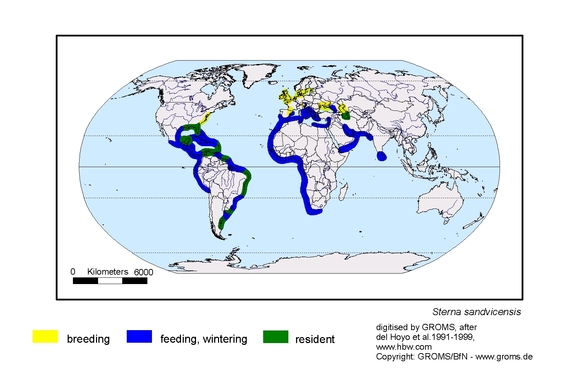 Verbreitungskarte von Sterna sandvicensis