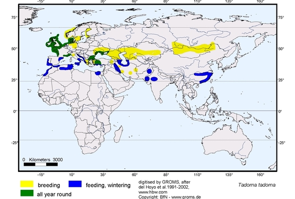 Verbreitungskarte von Tadorna tadorna
