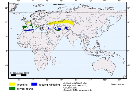 Verbreitungskarte von Tetrax tetrax