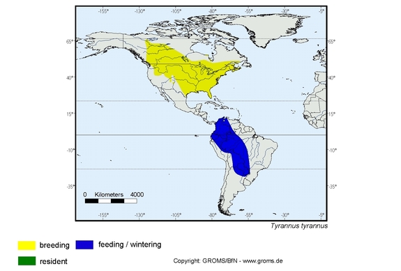 Verbreitungskarte von Tyrannus tyrannus