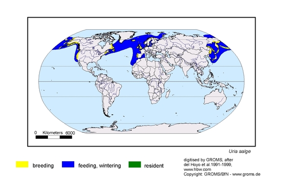 Verbreitungskarte von Uria aalge