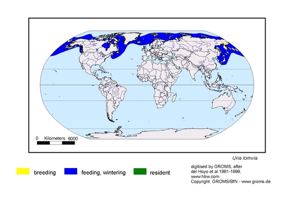 Verbreitungskarte von Uria lomvia
