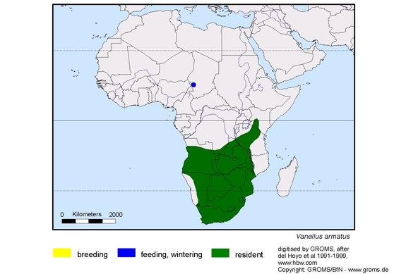 Verbreitungskarte von Vanellus armatus