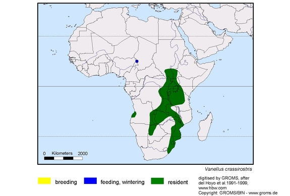 Verbreitungskarte von Vanellus crassirostris
