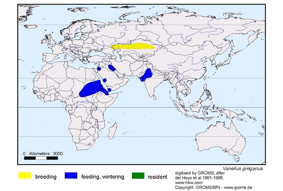 Verbreitungskarte von Vanellus gregarius