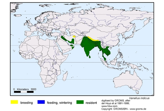 Verbreitungskarte von Vanellus indicus
