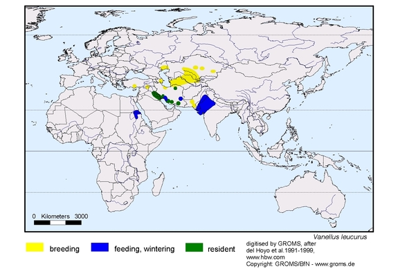 Verbreitungskarte von Vanellus leucurus