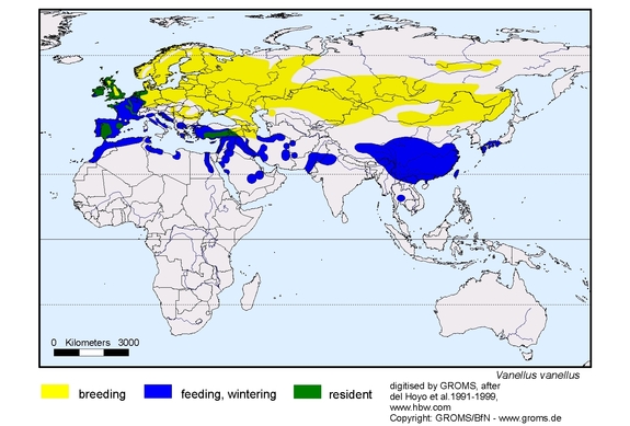 Verbreitungskarte von Vanellus vanellus