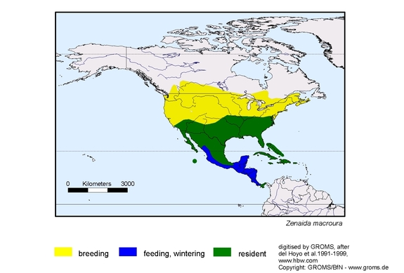 Verbreitungskarte von Zenaida macroura