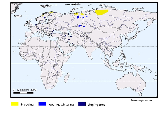  map about the distribution of Anser erythropus