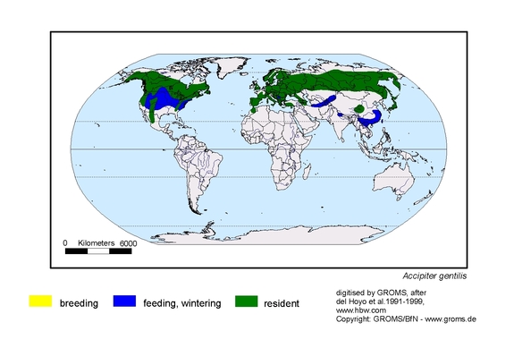 map about the distribution of Accipiter gentilis