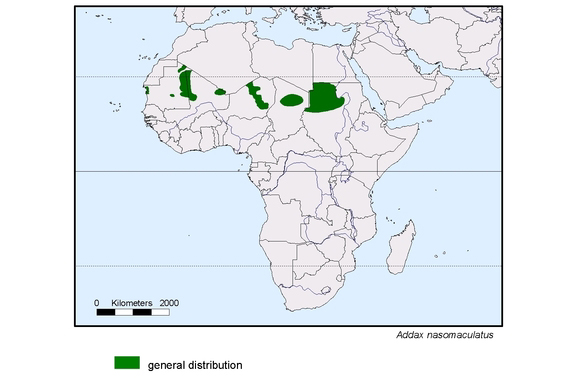 spredningskart av Addax nasomaculatus