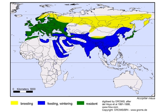 map about the distribution of Accipiter nisus