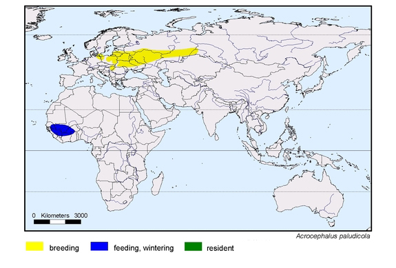 distribution map of Acrocephalus paludicola