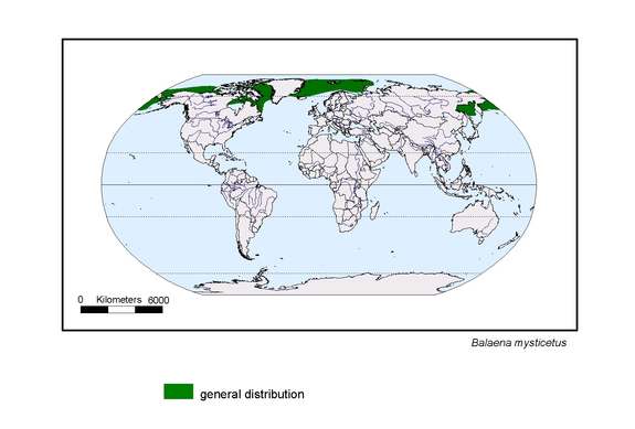 distributionmap of Balaena mysticetus