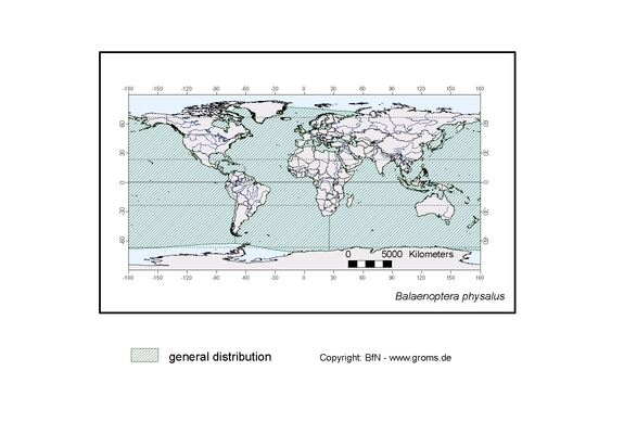  distributionmap of Balaenoptera physalus