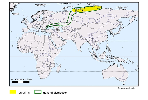  map about the distribution of Branta ruficollis