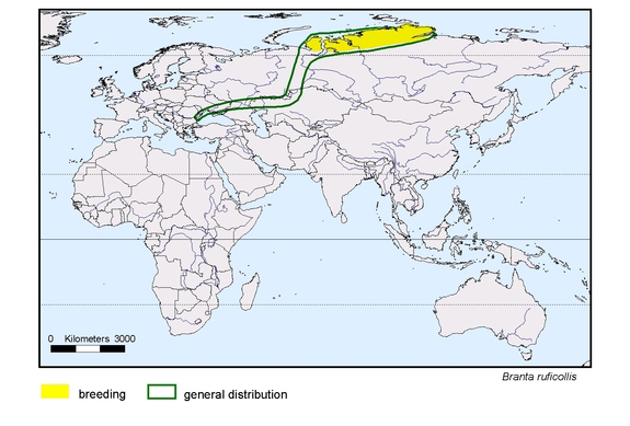 spredningskart av Branta ruficollis