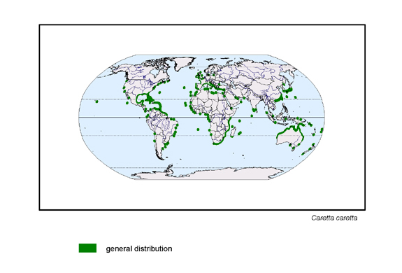 Verbreitungskarte von Caretta caretta