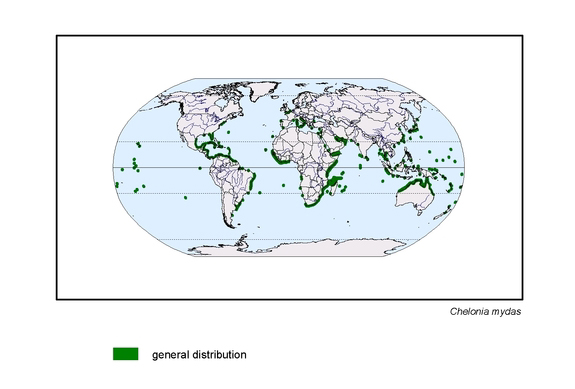 Verbreitungskarte von Chelonia mydas