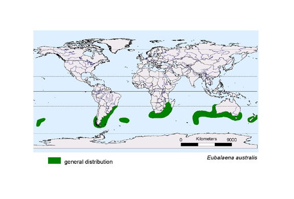 distributionmap of Eubalaena australis