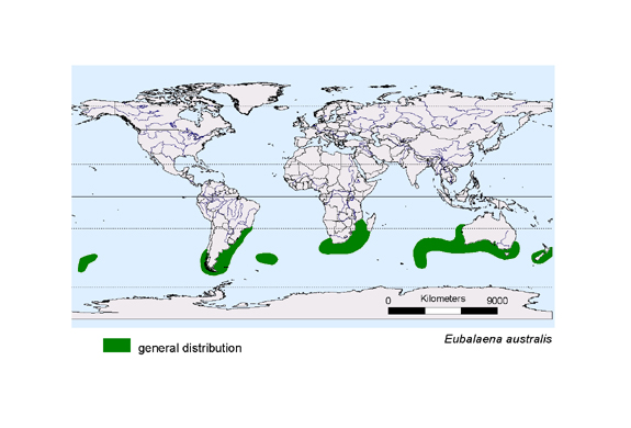 spredningskart av Eubalaena australis