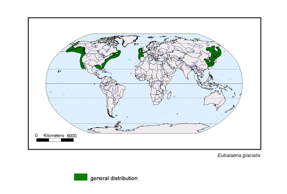 Verbreitungskarte von Eubalaena glacialis