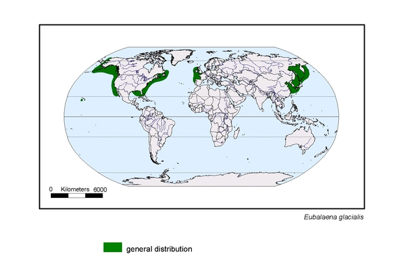 distributionmap of Eubalaena glacialis