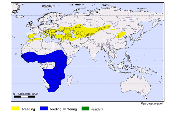  map about the distribution of Falco naumanni