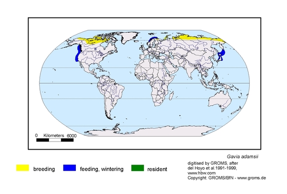  map about the distribution of Gavia adamsii