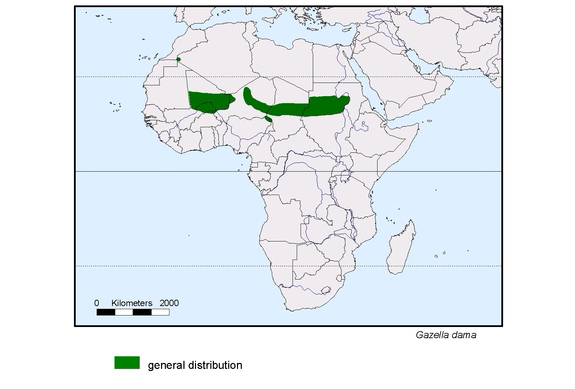 spredningskart av Gazella dama