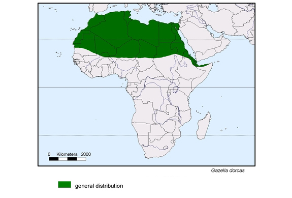 spredningskart av Gazella dorcas