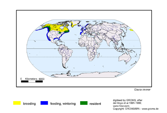  map about the distribution of Gavia immer