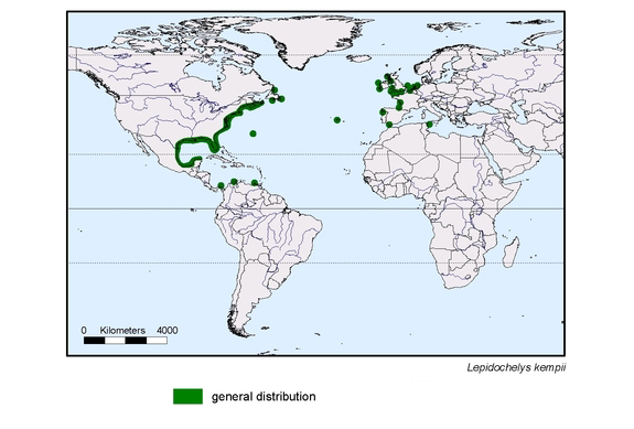 map about the distribution of Lepidochelys kempii