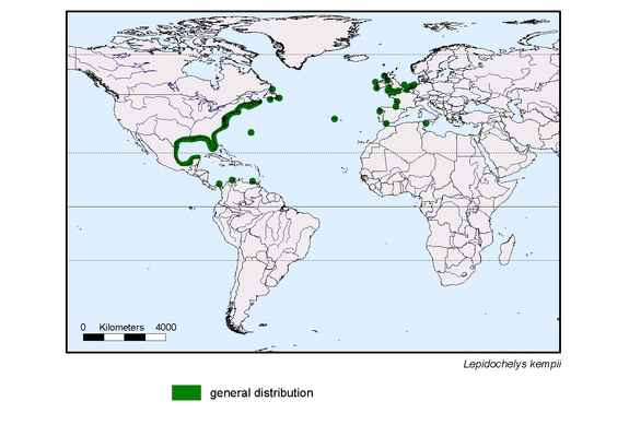 Verbreitungskarte von Lepidochelys kempii