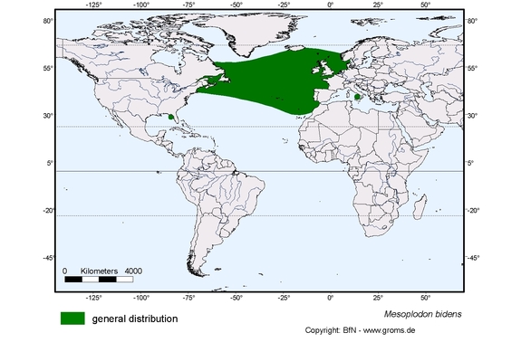  distributionmap of Mesoplodon bidens