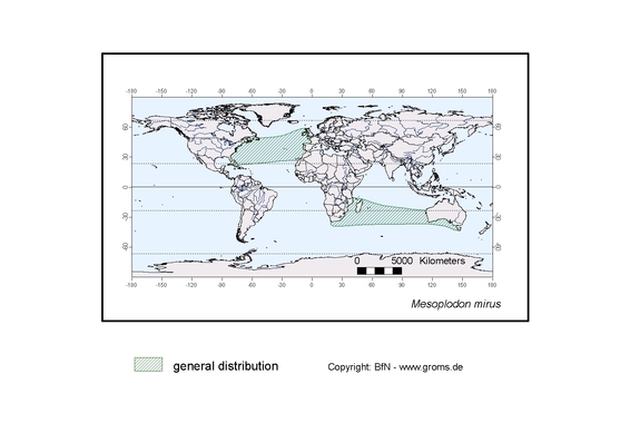  distributionmap of Mesoplodon mirus