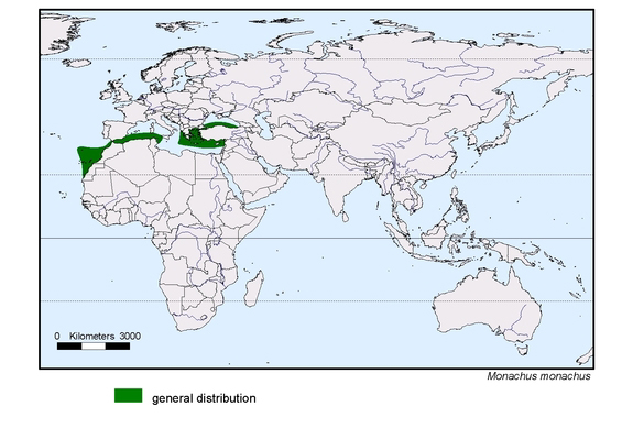 spredningskart av Monachus monachus