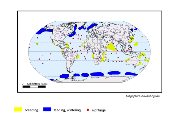  distributionmap of Megaptera novaeangliae