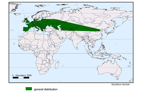 spredningskart av Nyctalus noctula