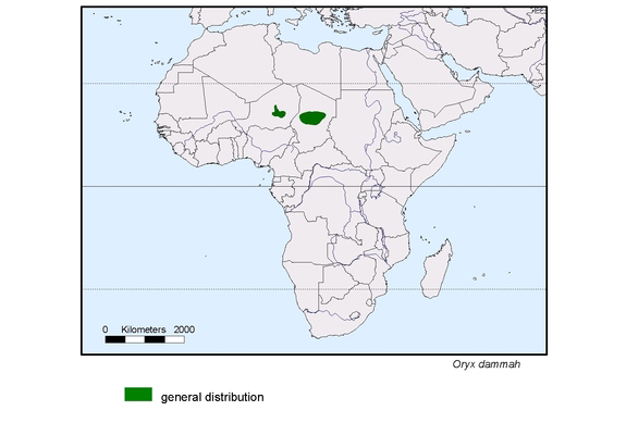 Verbreitungskarte von Oryx dammah