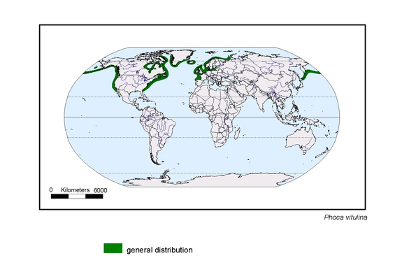 map about the distribution of Phoca vitulina