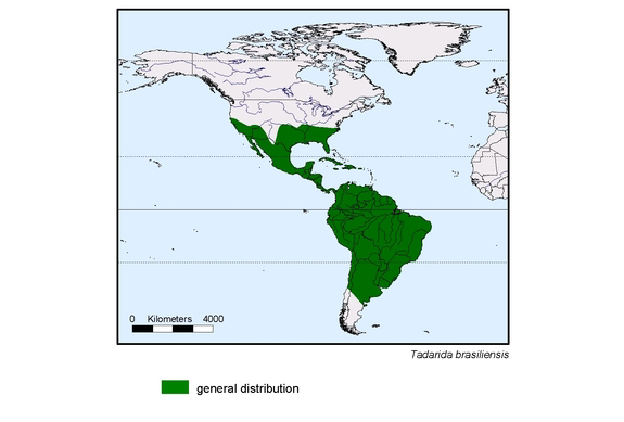 Verbreitungskarte von Tadarida brasiliensis