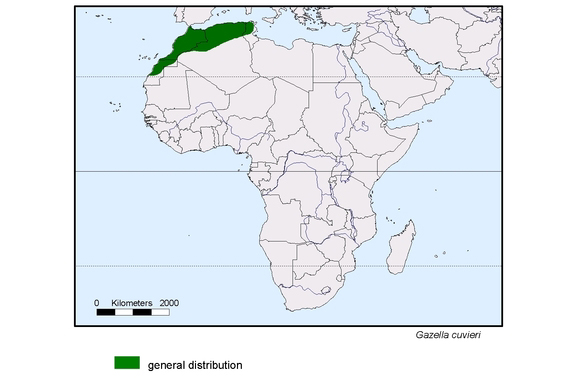 spredningskart av Gazella cuvieri
