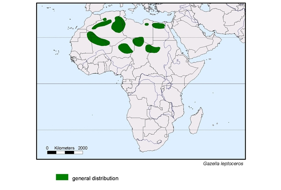 Verbreitungskarte von Gazella leptoceros